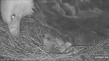After 3 Years, Finally an  EAGLET 🐥 for Audacity & Jak Bald Eagles Sauces Canyon Explore.org 3-15-25