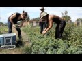 Mountair Park Community Farm