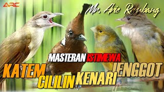 MASTERAN CUCAK JENGGOT - CILILIN - KAPAS TEMBAK - KENARI