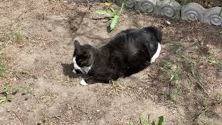 Tuxedo Black and White Cat Rolling Around in Dirt