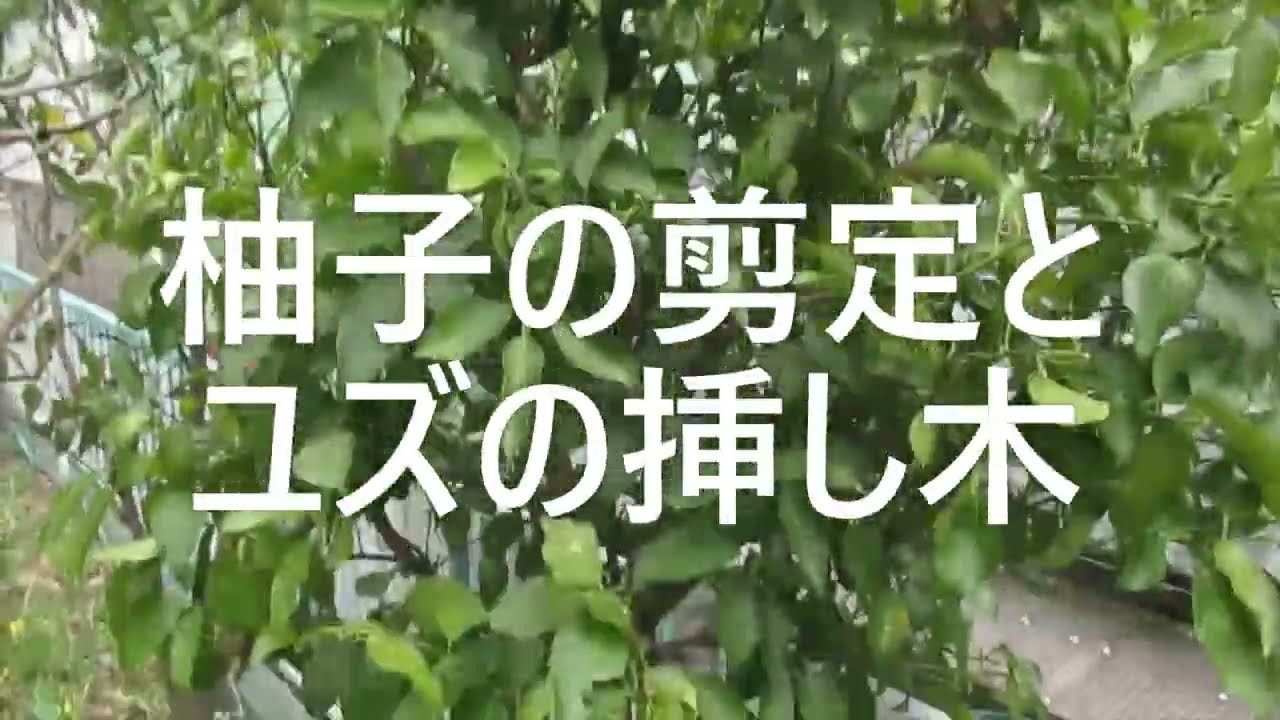 柚子の剪定 柚子の挿し木22 Youtube