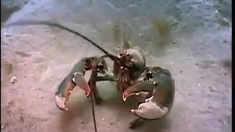Жизнь омаров на дне залива Мэн. Документальный фильм.