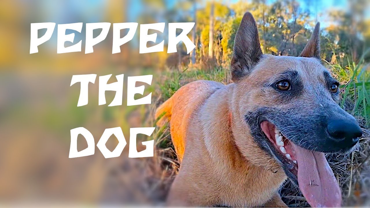 Pepper Rapper Dog Pepper the Dog 163 (HD) - YouTube