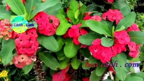 Ngắm hoa xương rồng Bát Tiên, Euphorbia milii. hoa cảnh