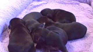 Hunt Terrier Pups Starting To Walk