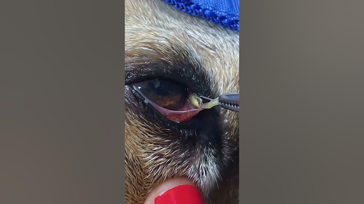 Pulling out a Foxtail￼ from a dogs eye #vet #vettech #fyp #fy #foxtail #dog #dogsoftiktok #eyes #int