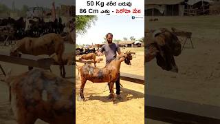 Most Profitable Goat Breed in India - Sirohi Goat shorts sirohigoat trendingshorts