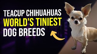 Teacup Chihuahuas World s Tiniest Dog Breeds 🐾 by PawsPalace 4 views 2 weeks ago 2 minutes, 47 seconds