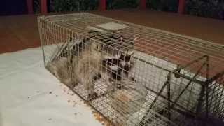 Raccoons Are Back - Part 2