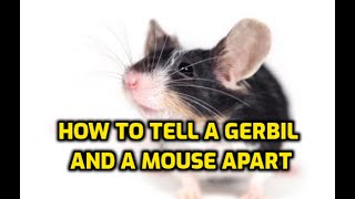 How To Tell A Gerbil And A Mouse Apart