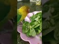 TRAVESURAS DE MIS AGAPORNIS. A ver quien mancha más.. 😋‼️