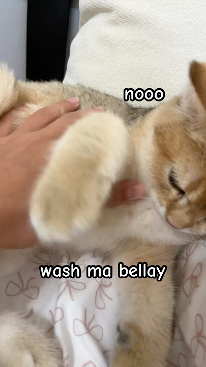 wash ma bellay // #viral #cat #kitten #trending #trend #shorts #youtubeshorts #fypシ #fypviral