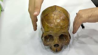 SKULL (INTRO) 196   مقدمة خفيفة كده