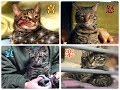 バックパックを占領した猫がかわいい【唐草猫ムタさん】