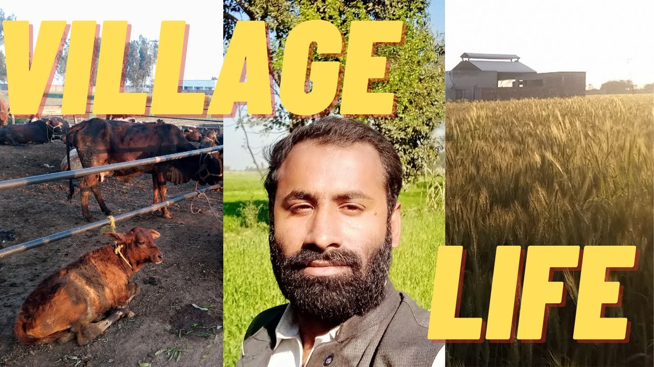 beautiful view of village life in punjab pakistan| dehati zindagi