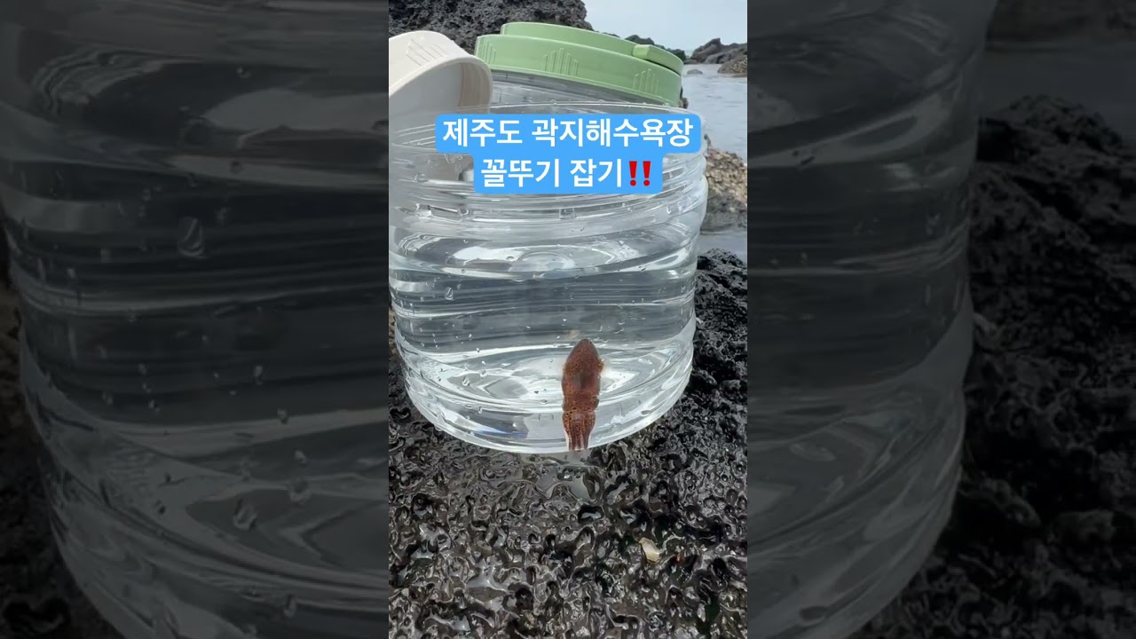 제주도 곽지해수욕장에서 꼴뚜기 낚시‼️ #travel #제주도 #shorts #여행브이로그
