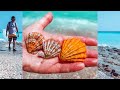 Beautiful shell finds from Florida's SE coast(North Palm and Juno Beach)