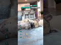 Ranking Funny Dog Stretches Moments 🤣