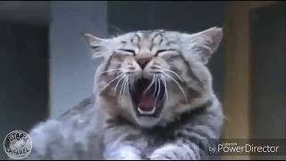 Kucing ashiap !!? video viral Kompilasi kucing ashiapppp (AHHA)