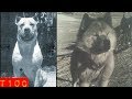 Top 10 increíbles razas de perros que se extinguieron
