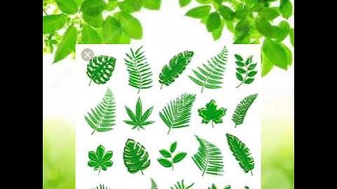 MLZS JHANSI CLASS 1 HINDI LITERATURE Chapter 4 Patte Hi Patte Lecture 1