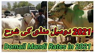 Domail Mandi Rates 2021 | Domail Cattle Show | Domail Mandi Fresh Updates 2021