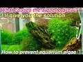 How to prevent and get rid of algae in aquarium ①「Basic ver」ADA nature aquarium,aquatic plants tips