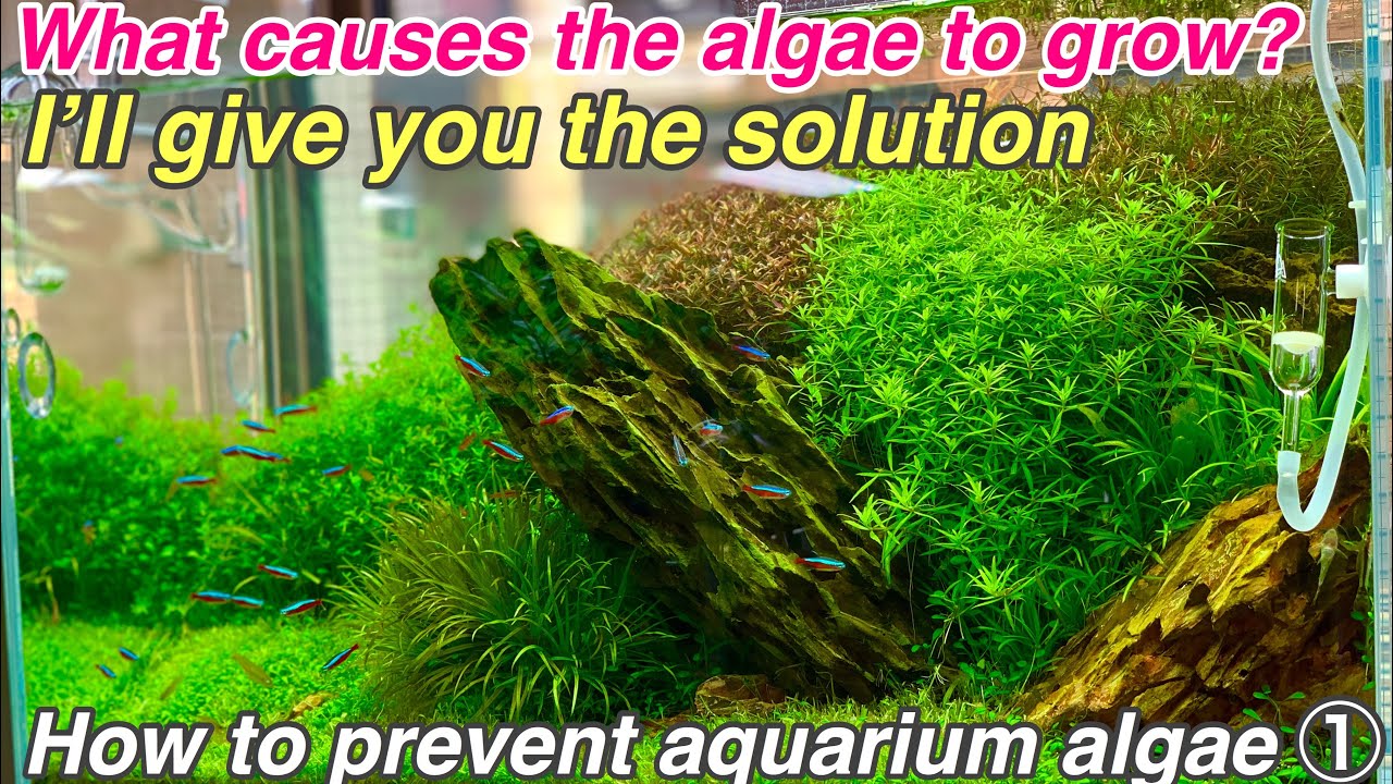How to prevent and get rid of algae in aquarium ①「Basic ver」ADA nature