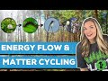Energy Flow and Matter Cycling in Ecosystems