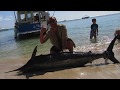 Marlin de TOBY de 145 lbs www.letriofishing.com Pêche au gros Le TRIO