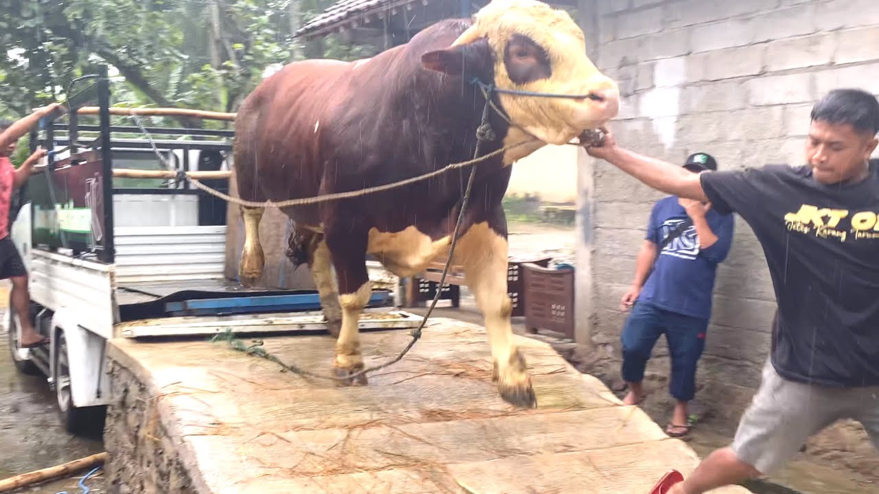 TRUKNYA DI GOYANG OLENG SAPI JUMBO ‼️ - YouTube