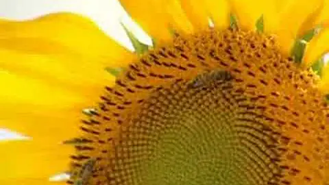 Quais alimentos as abelhas polinizam?
