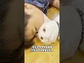 【証拠映像】息子がしれっと猫吸いしてたw #shorts #cat #白猫 #ネコ #子ネコ #保護猫 #兄弟猫 #ねこ #猫のいる暮らし