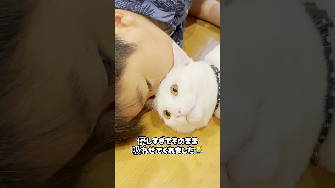 【証拠映像】息子がしれっと猫吸いしてたw #shorts #cat #白猫 #ネコ #子ネコ #保護猫 #兄弟猫 #ねこ #猫のいる暮らし