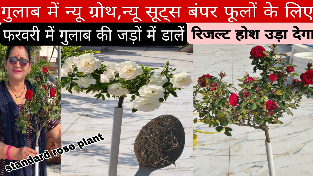 गुलाब  में फरवरी में जरूर डालें, पौधे में न्यू बेसिल सूट्स,पौधों की ग्रोथ और बंपर फूलों के लिए