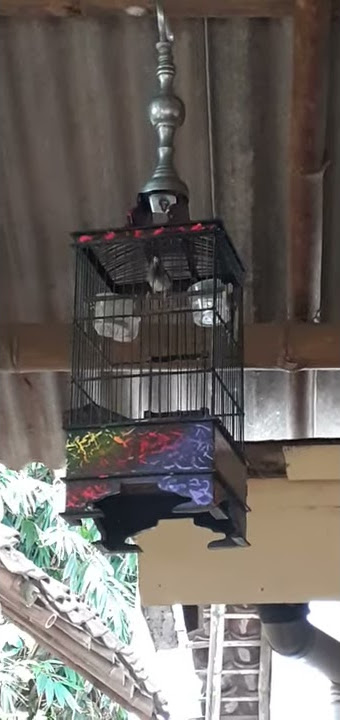 Prenjak merah bunyi dobel