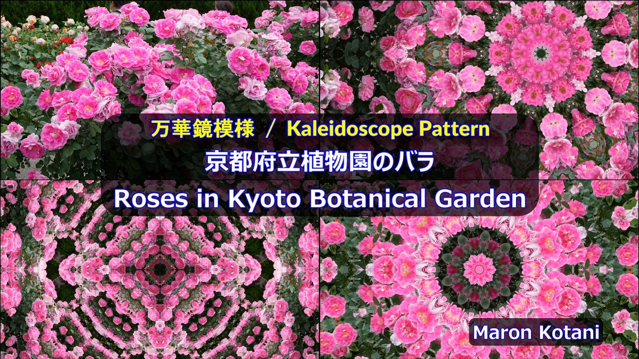 バラの万華鏡模様 - 1（京都府立植物園）/ Kaleidoscope Pattern of