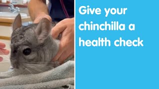 Give your chinchilla a health check | Blue Cross