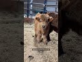 Throwback! Baby mini cows romp around the barn before bedtime
