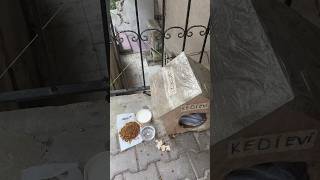 Crosseyed mother cat stays in the cat house with her 2 kittens