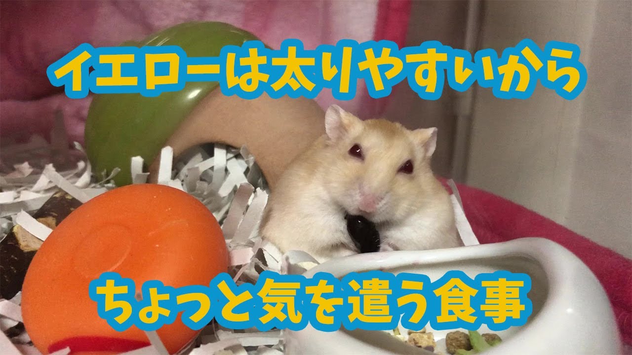 ハムスター イエロージャンガリアンは太りやすいというので食事には少しだけ気を使っています Youtube