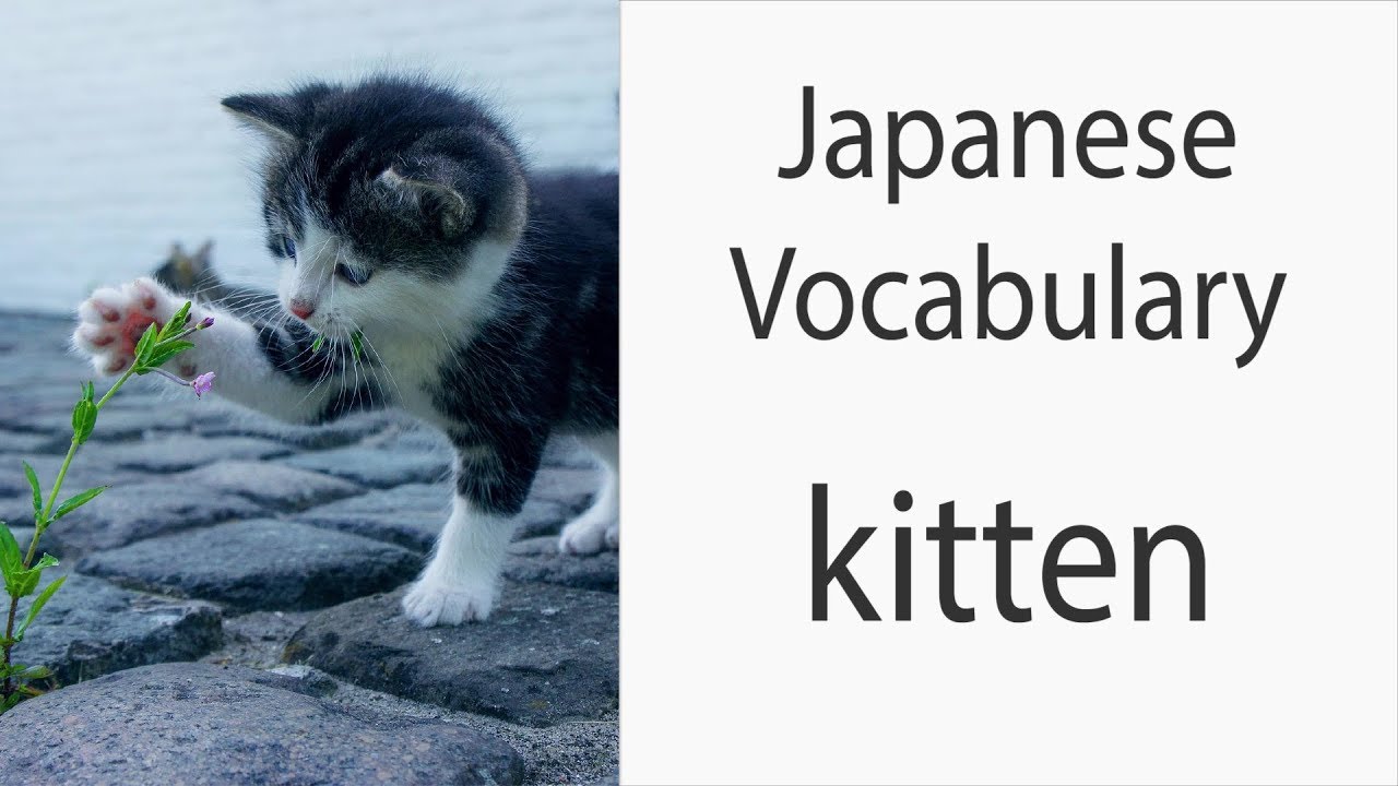 How To Say Kitten In Japanese YouTube