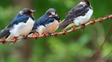Barn Swallows resting on a fence   4K