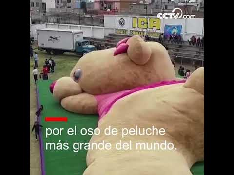 Cuanto mide el oso pardo