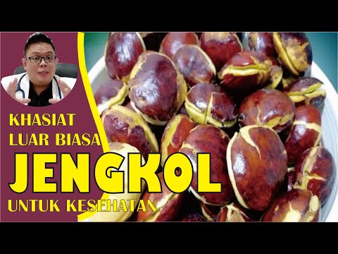 KHASIAT JENGKOL UNTUK KESEHATAN