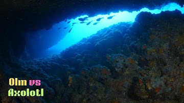 Olm vs Axolotl  #Olm #Axolotl #WildlifeDocumentary #AquaticLife #Amphibians