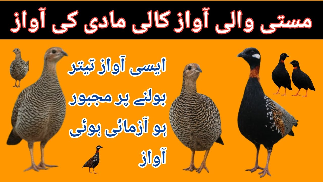 Kala Teetar Madi Ki Awaz - Female Teetar Voice - Kali Madi Ki Awaz - Masti Wali Awaz - Madi Ki Awaz