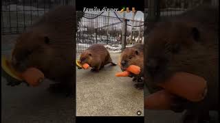 family dinner 🥕🦫 #shortsfeed #shortsvideo #animals #beavers