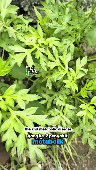 6 Penyakit yang bisa di atasi dengan daun kenikir...⁉️😱😃 #information #health #healthy #herbal