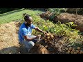 Harvesting the last of our potatoes
